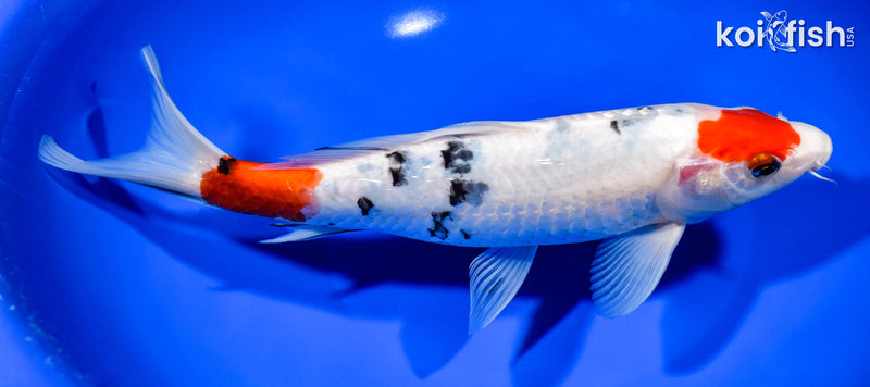 9.25" MARUTEN SANKE