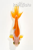 4" WAKIN GOLDFISH