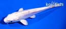 4" DOITSU PLATINUM OGON