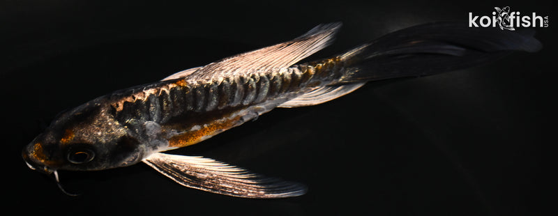 5.5" ARAGOKE BENI KIKOKURYU BUTTERFLY