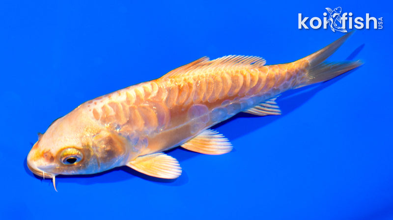 5" ARAGOKE ORENJI OGON