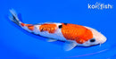 7.25" GINRIN SANKE