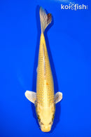 11" KI MATSUBA BUTTERFLY