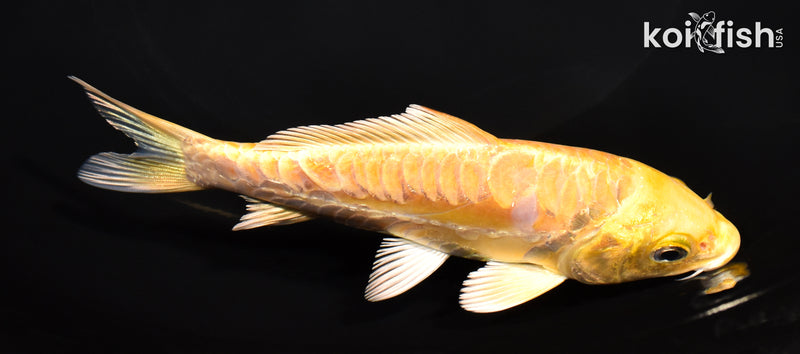 5.25" ARAGOKE YAMABUKI OGON