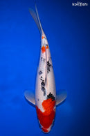 12.75" SANKE