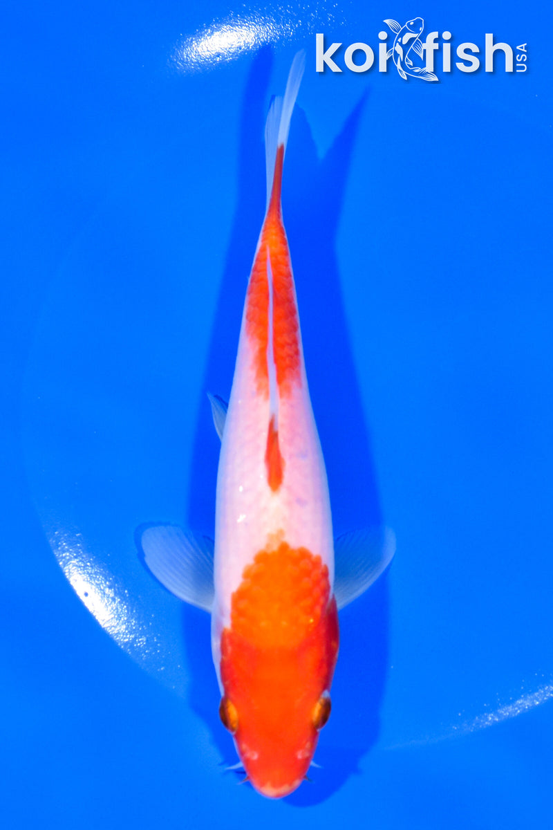 6.25
