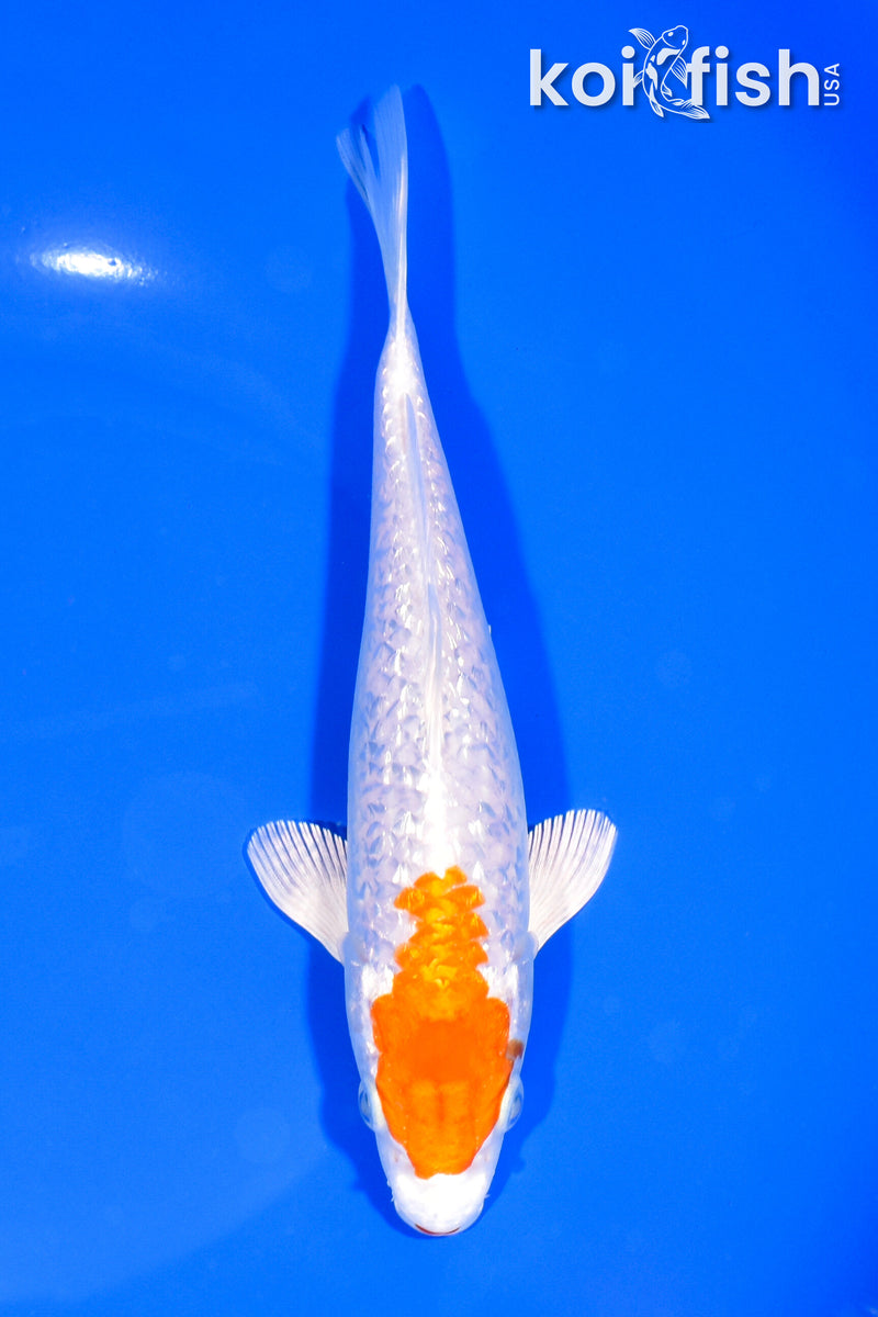 7" GINRIN HARIWAKE