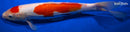 12.5" DOITSU MARUTEN KOHAKU