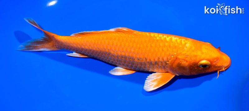 8.5" ORENJI OGON