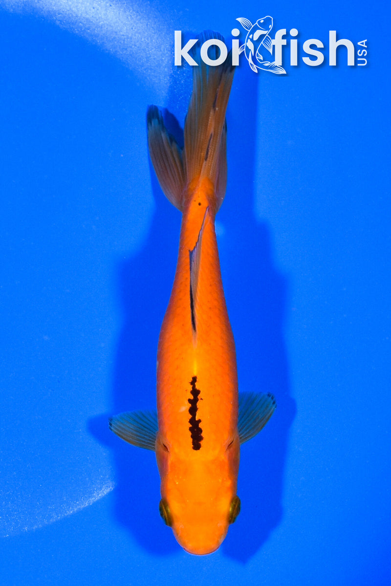 6" WAKIN GOLDFISH