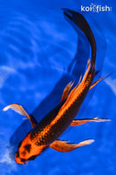 9.5" ORENJI MATSUBA BUTTERFLY
