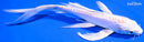 7.5" DOITSU PLATINUM OGON BUTTERFLY