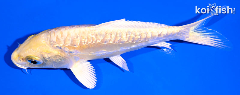 5" GINRIN ARAGOKE YAMABUKI OGON