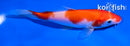 5.5" KOHAKU