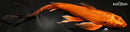9.75" KIN ORENJI MATSUBA BUTTERFLY