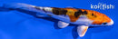 4.25" HEISEI NISHIKI
