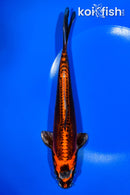 9.25" BENI KIKOKURYU