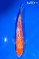 6.75" GINRIN KOHAKU