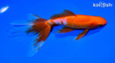 6.5" WATONAI GOLDFISH