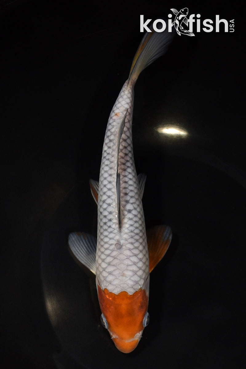 8" OCHIBA SHIGURE