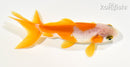 4" WAKIN GOLDFISH