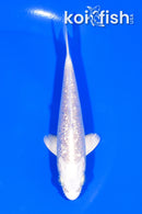 5" GINRIN PLATINUM OGON