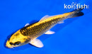 5.5" KI MATSUBA