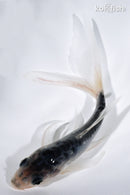 5.5" SHUSUI BUTTERFLY