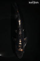 8.25" BENI KIKOKURYU