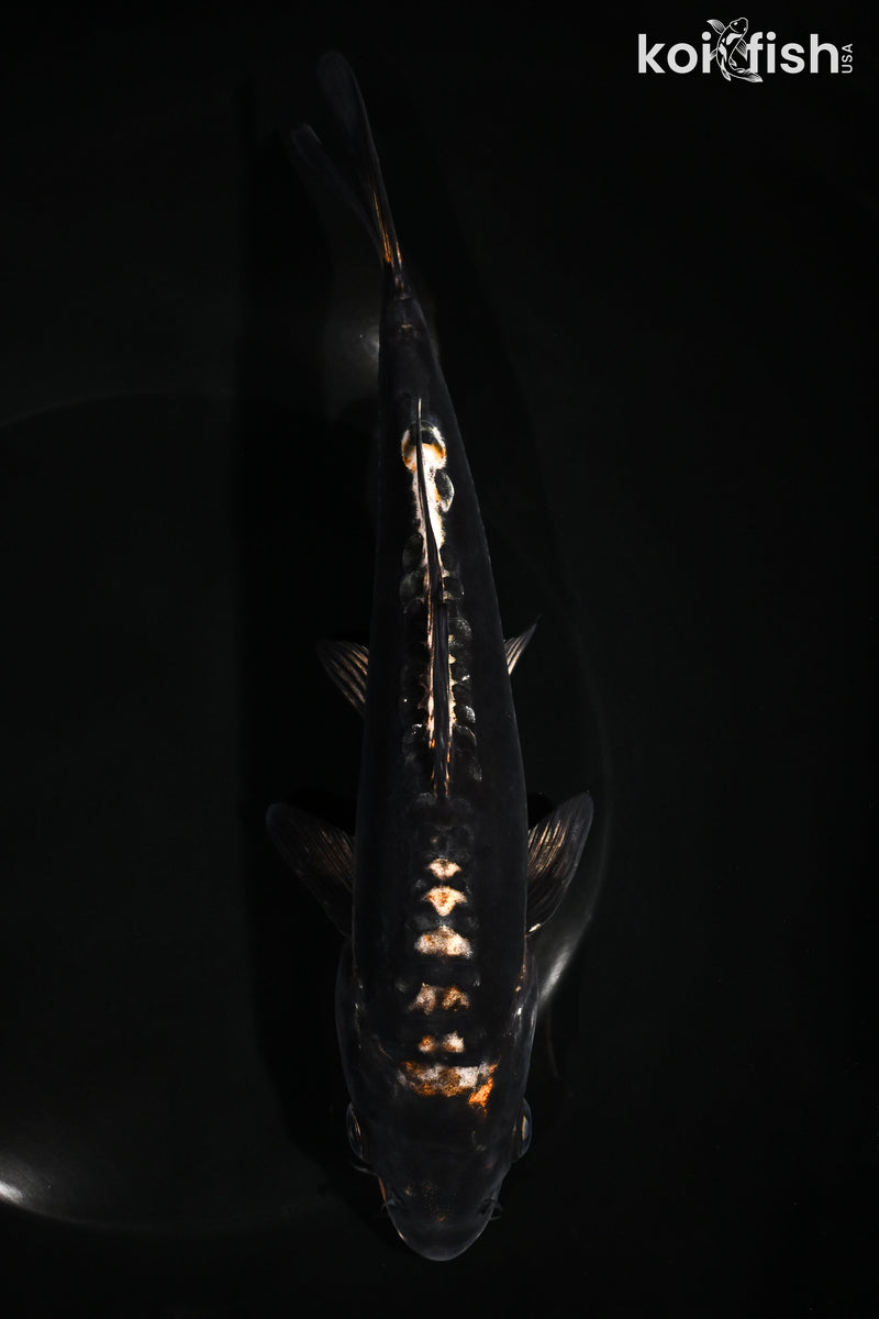 8.25" BENI KIKOKURYU