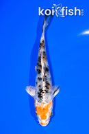 5.25" YAMATO NISHIKI