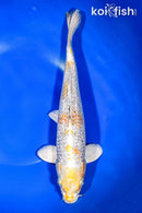 11.5" GINRIN HARIWAKE