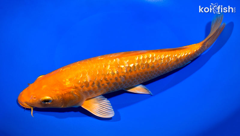 11" GINRIN ORENJI OGON