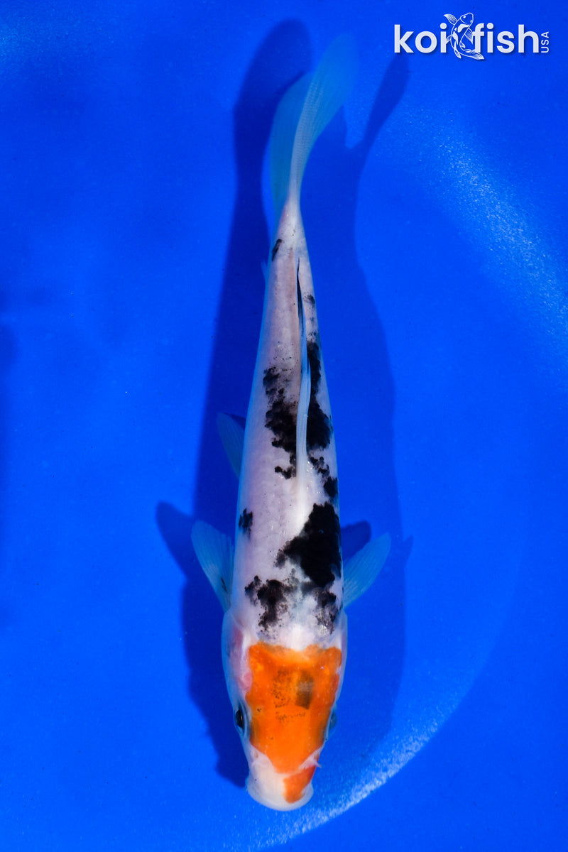 5.5" SANKE