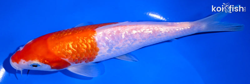 6.5" GINRIN KOHAKU