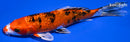 6.75" GINRIN KUCHIBENI SANKE