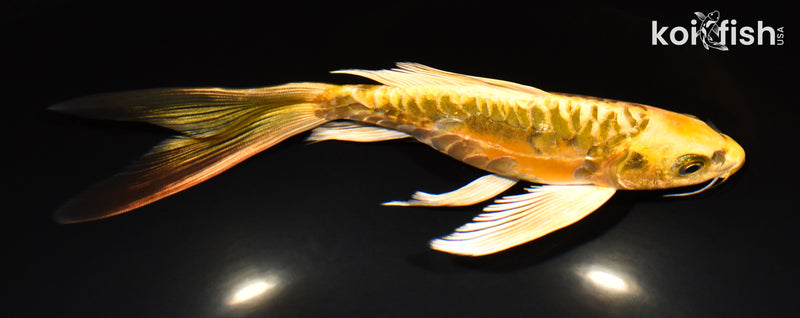 7.75" ARAGOKE KIN KIKOKURYU BUTTERFLY