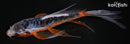 5.5" ARAGOKE SHUSUI BUTTERFLY