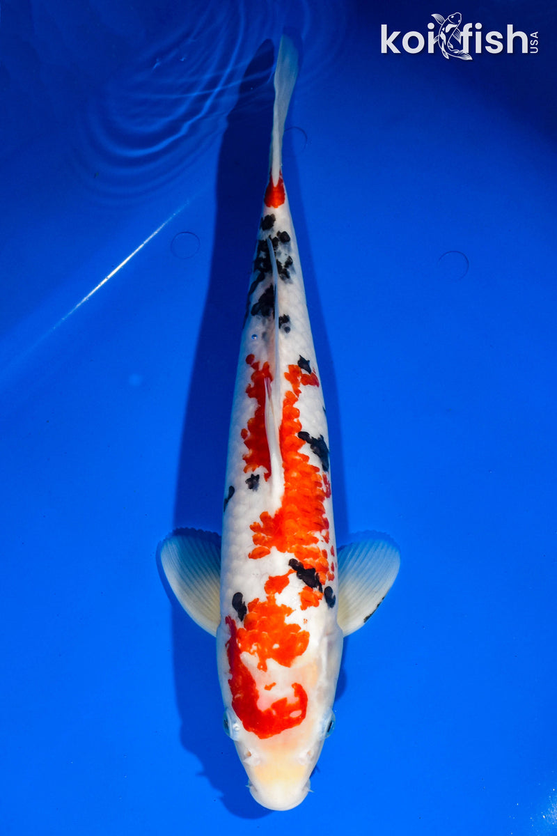 15.25" SANKE