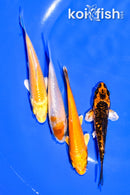 PACK OF (4) 3.75-4" MIXED STANDARD KOI