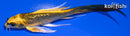 5.5" GINRIN KI MATSUBA BUTTERFLY