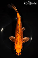 10.75" GINRIN ORENJI MATSUBA