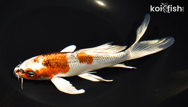 7.5" GINRIN KUJAKU BUTTERFLY