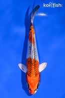 6.25" KUJAKU