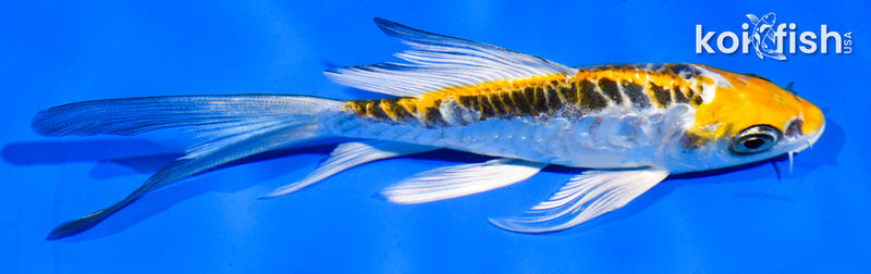 5.5" DOITSU KUJAKU BUTTERFLY