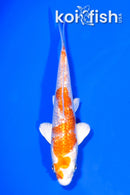 5.25" GINRIN HARIWAKE