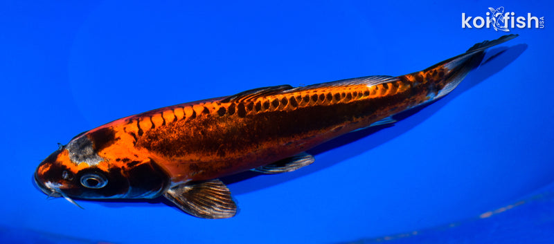 9.25" BENI KIKOKURYU