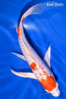 9.75" KIKUSUI BUTTERFLY