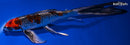 9.25" KUJAKU BUTTERFLY