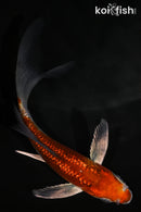 4.75" METALLIC OCHIBA SHIGURE BUTTERFLY